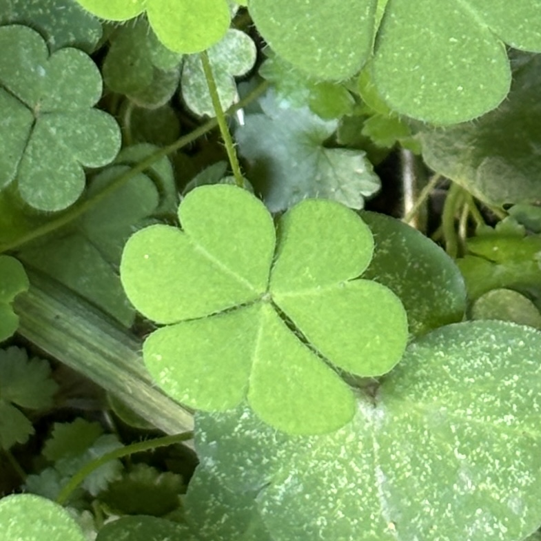 Clover 1
