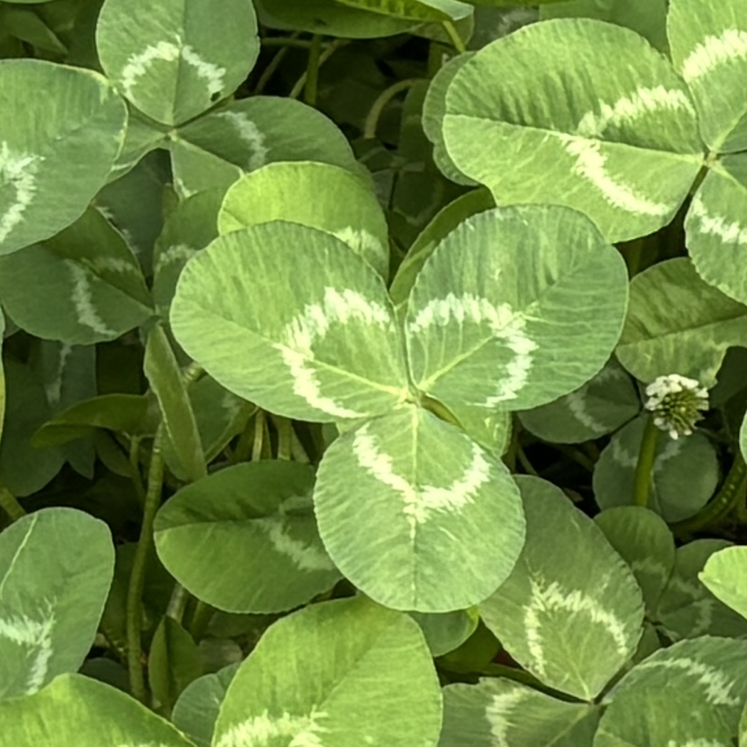 Clover 3